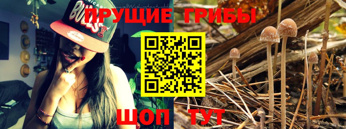 Псилоцибиновые грибы прущие грибы Добрянка